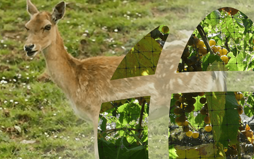 Securing Your Garden and Crops from Unwanted Predators