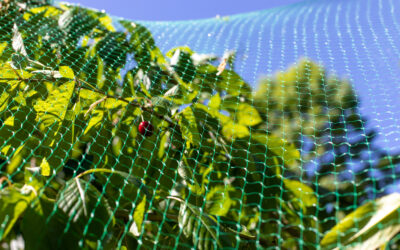 Conwed™ Garden Netting – Protect & Support Your Plants