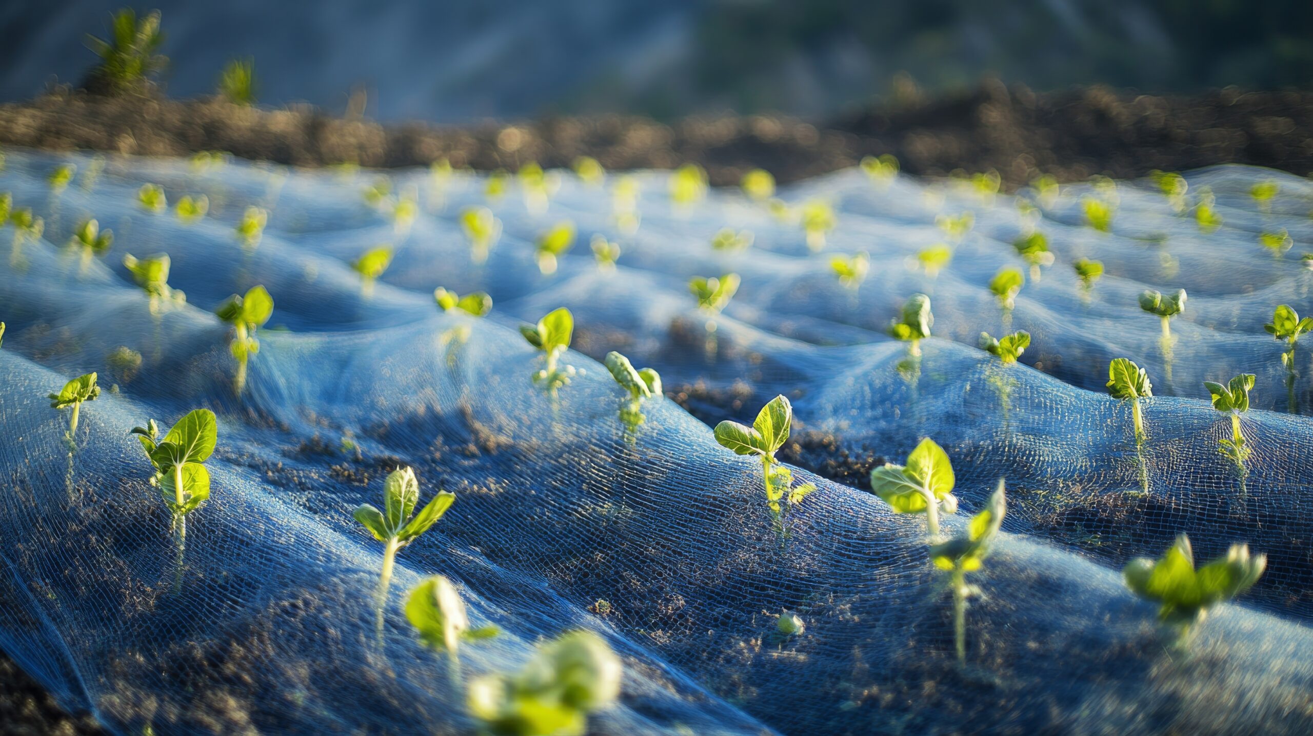 Sustainable agriculture and environmental conservation are emphasized on an organic farm field with young crops grown under protective green netting