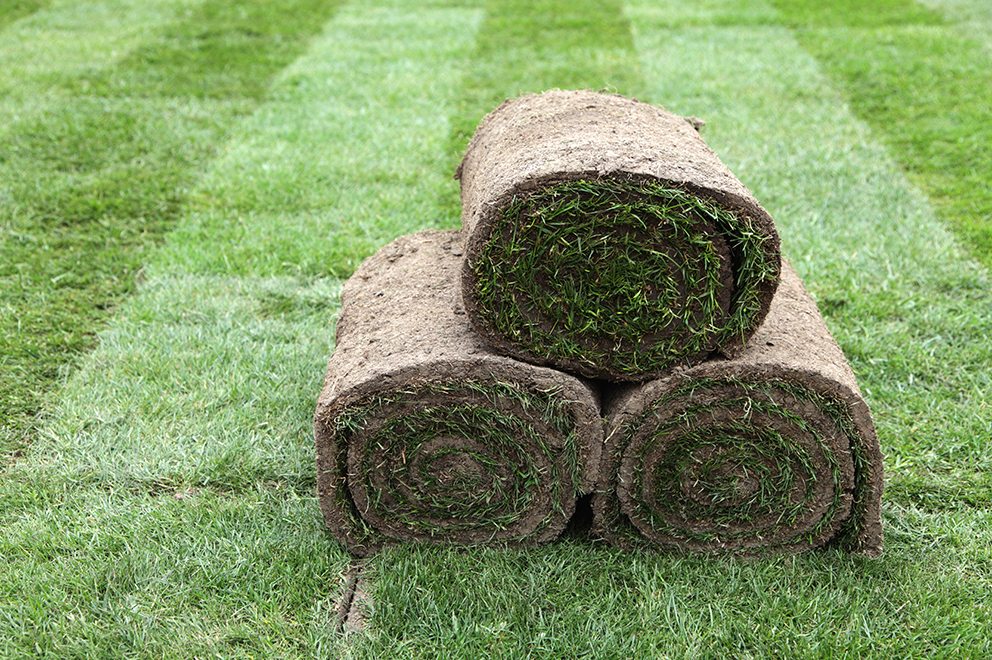 Sod Rolls