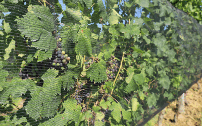Bird Netting for Agriculture: Protecting Crops Efficiently