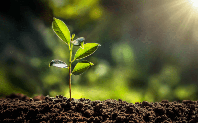 Bio-based & compostable netting – discover our sustainable packaging solution