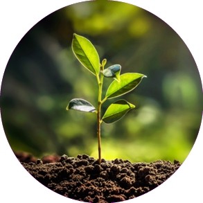 Naltex™ Net for Smokehouses