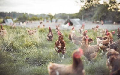 Conwed™ Bird & Animal Protection Netting